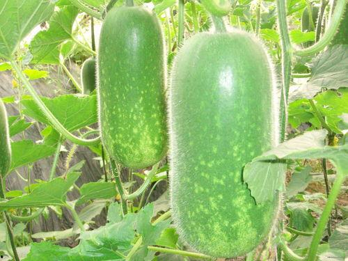 吃灰瓜的危害视频大全图片,警惕健康杀手