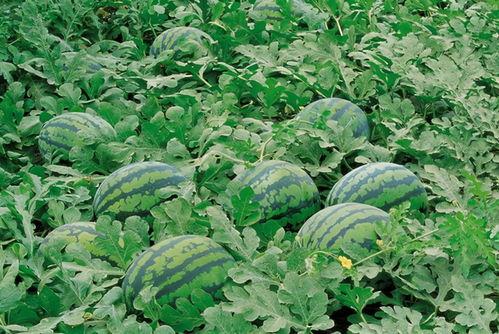 金乡花秧秧吃瓜视频,一场夏日清凉的美食盛宴