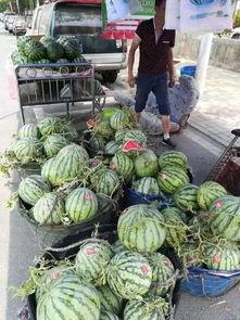 合肥杨爸吃瓜事件视频,一场网络热议的瓜田奇谈