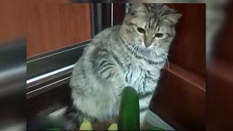 小猫吃瓜围观视频,萌态十足引网友热议