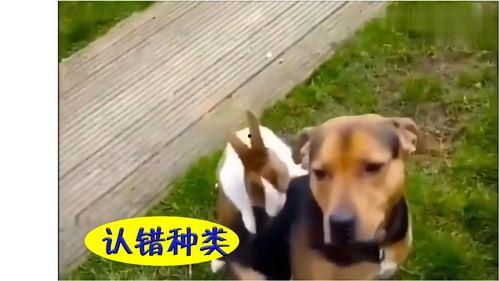 吃瓜的幽默搞笑视频,搞笑视频里的欢乐盛宴